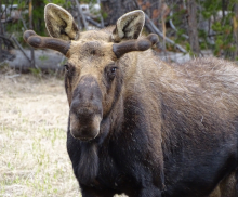 Moose in May
                            @ RMNP by Kerry Gleason