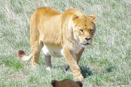 Lioness in pride