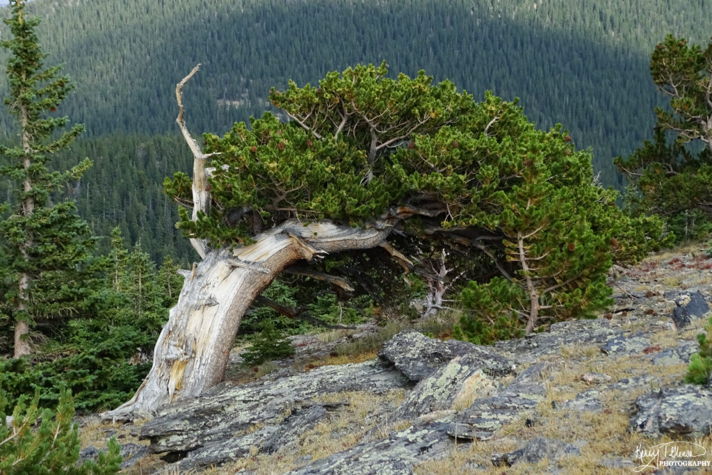 Bristlecone Pine at Chief Mtn